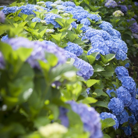 Entretien de jardin de particuliers