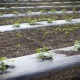 Le panier de légumes bio