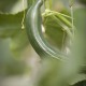 Le panier de légumes bio