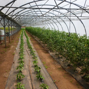 Vente de légumes en 1/2 gros