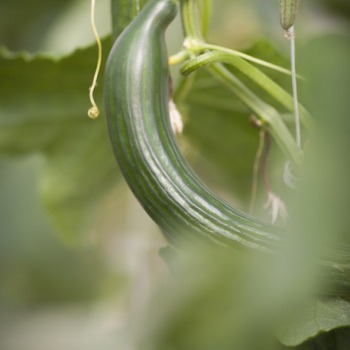 Vente de légumes en 1/2 gros