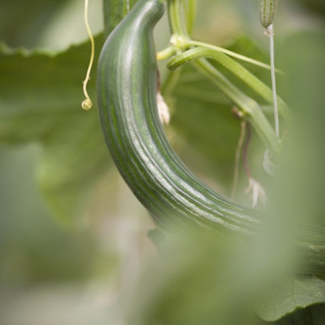 Vente de légumes en 1/2 gros Vente de légumes en 1/2 gros