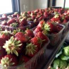 Fruits bio de saison