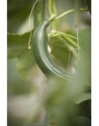 Nos légumes Bio de saison